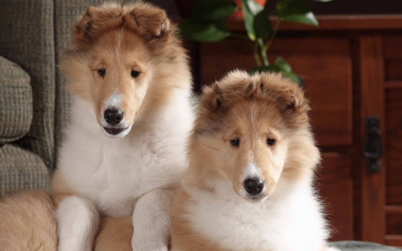 Обои Collie Puppies 1280x800