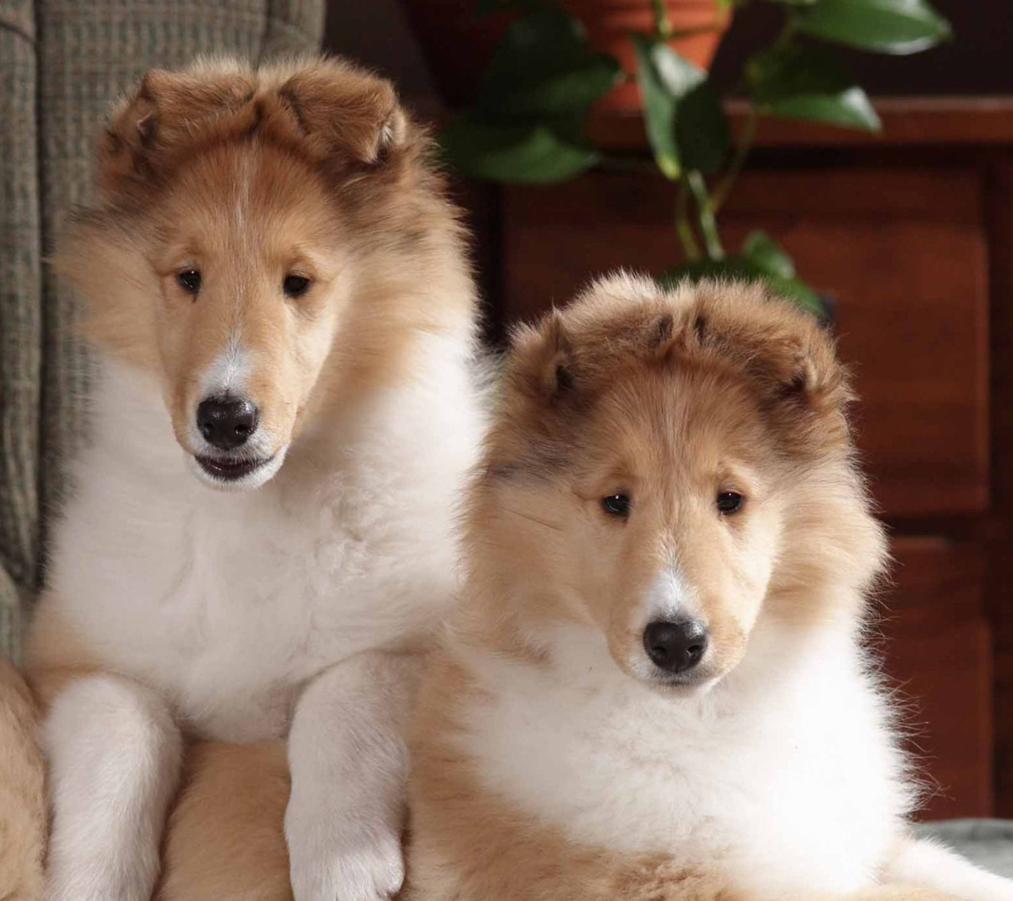 Обои Collie Puppies 1440x1280