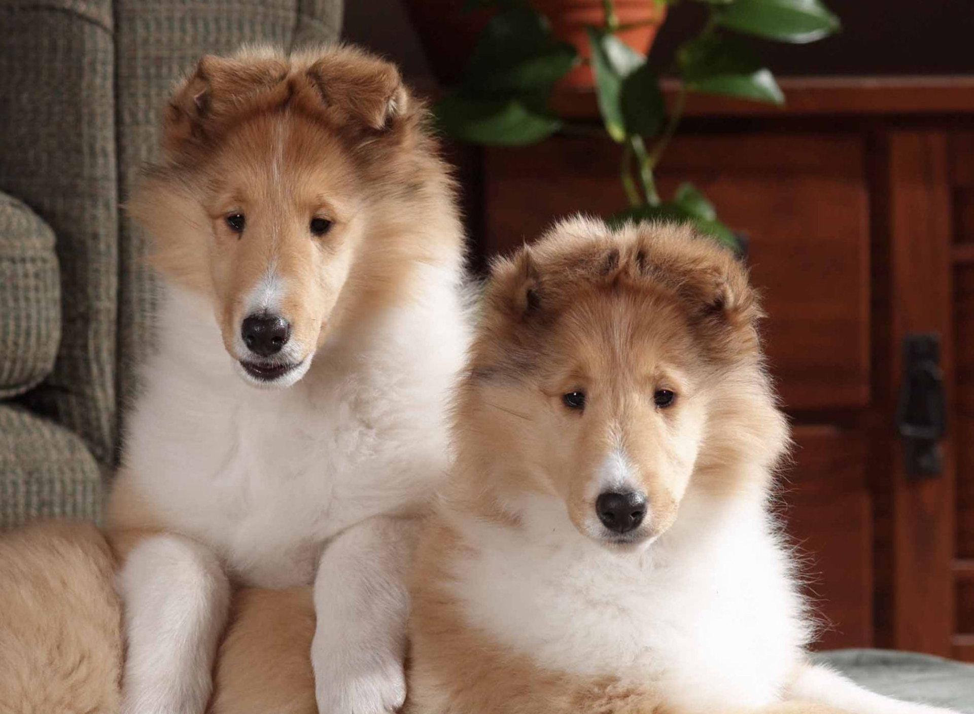 Обои Collie Puppies 1920x1408