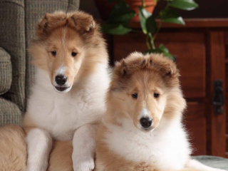 Обои Collie Puppies 320x240
