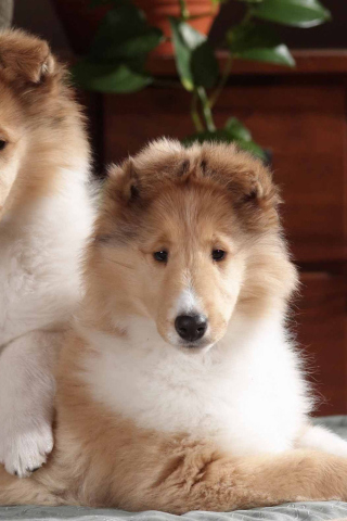 Обои Collie Puppies 320x480