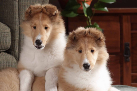 Обои Collie Puppies 480x320