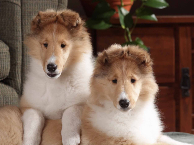Обои Collie Puppies 640x480