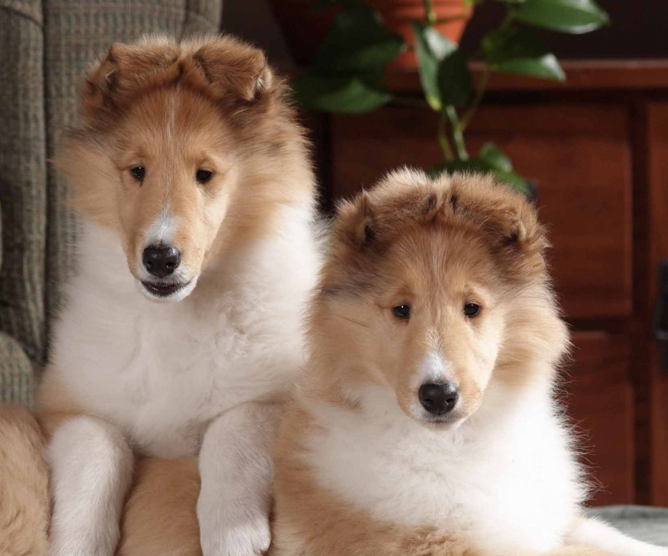 Collie Puppies wallpaper 960x800