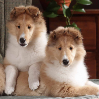 Collie Puppies sfondi gratuiti per Samsung B159 Hero Plus