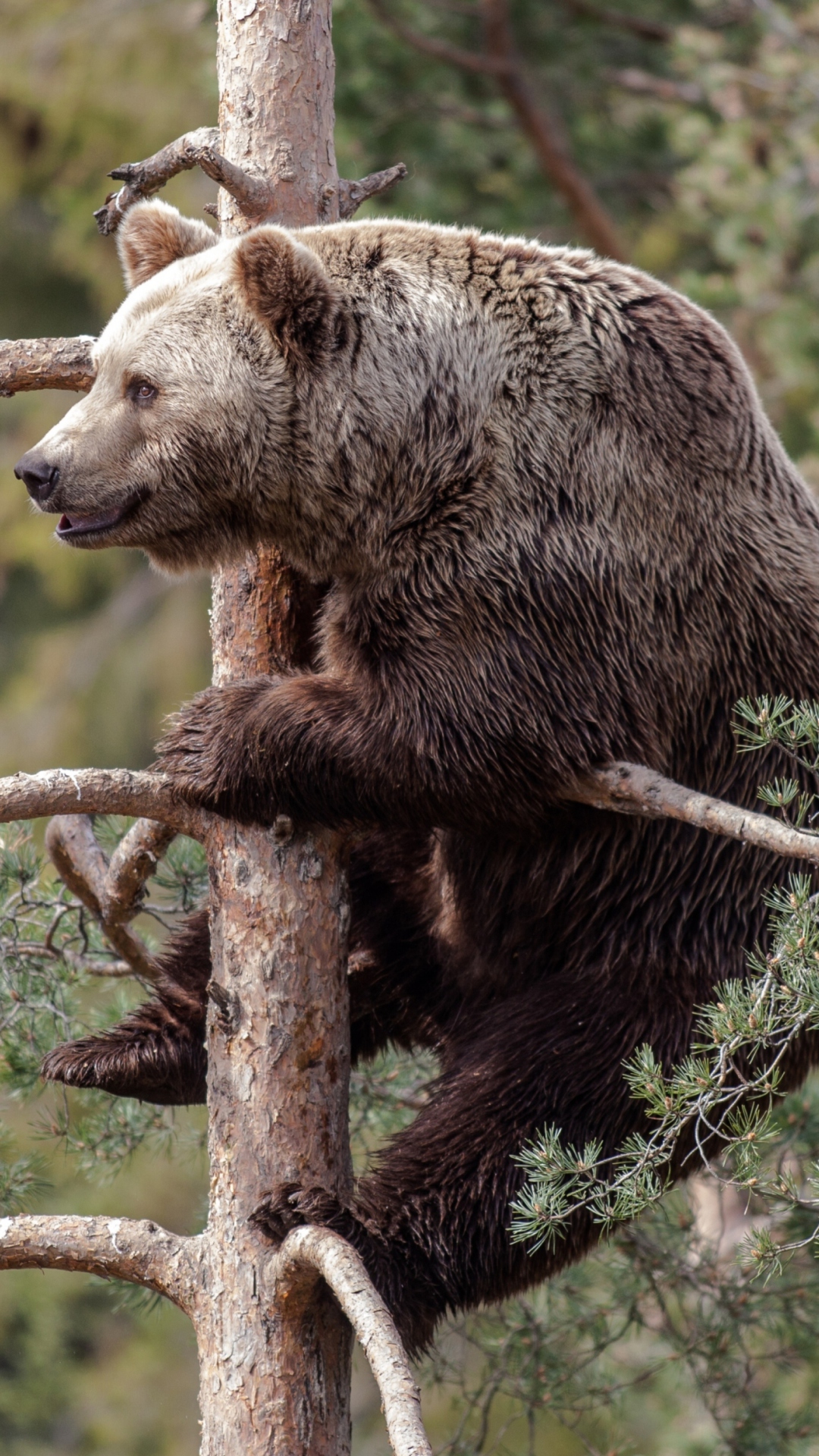 Обои Big Bear On Pine Tree 1080x1920