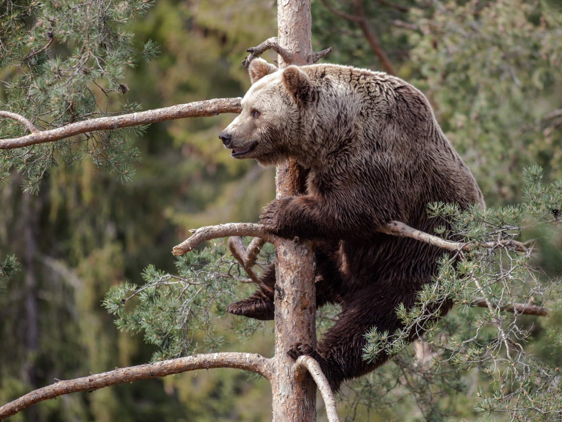 Das Big Bear On Pine Tree Wallpaper 1152x864