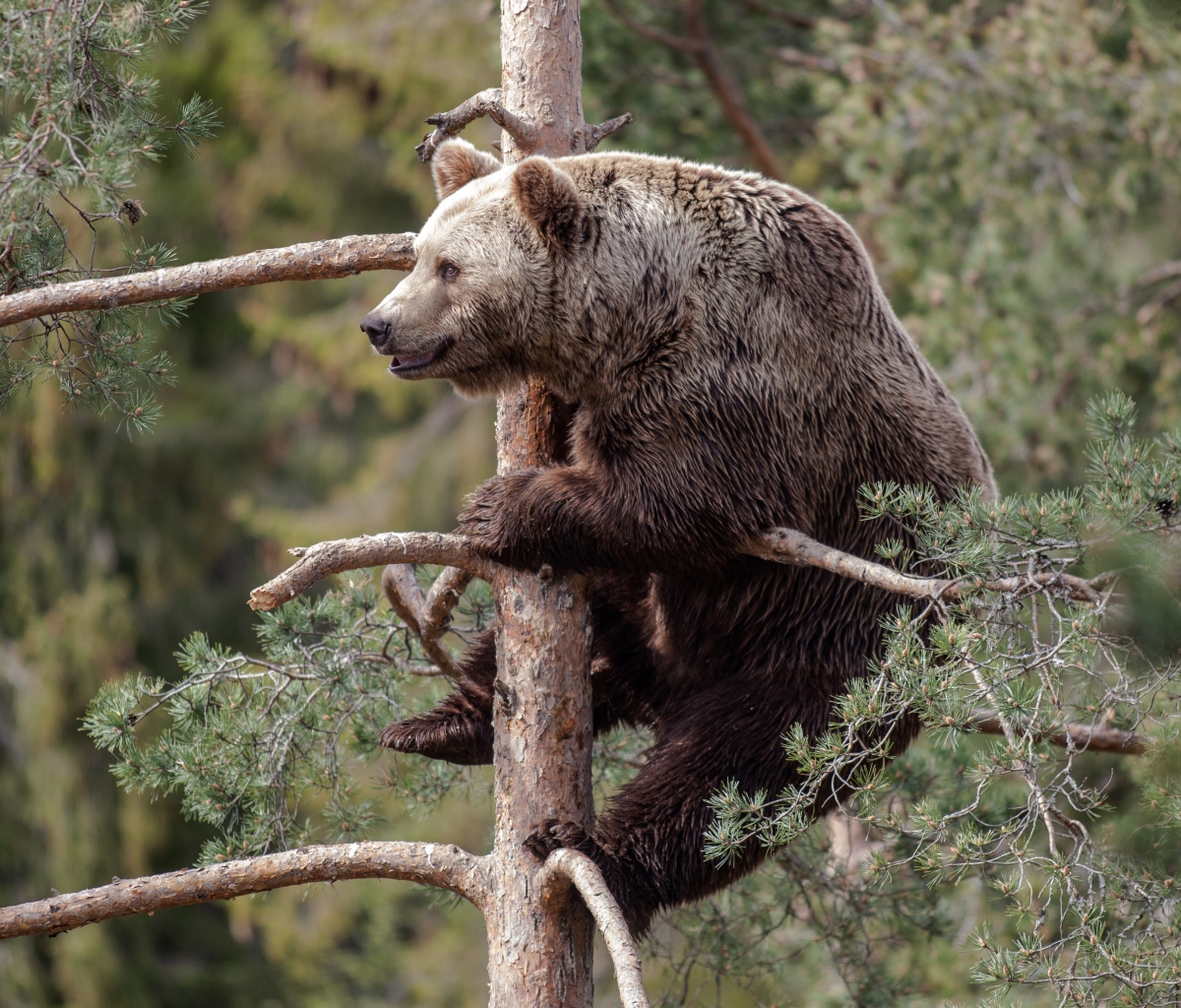 Fondo de pantalla Big Bear On Pine Tree 1200x1024