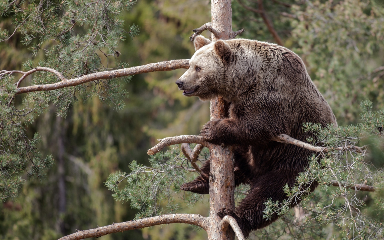 Big Bear On Pine Tree wallpaper 1280x800