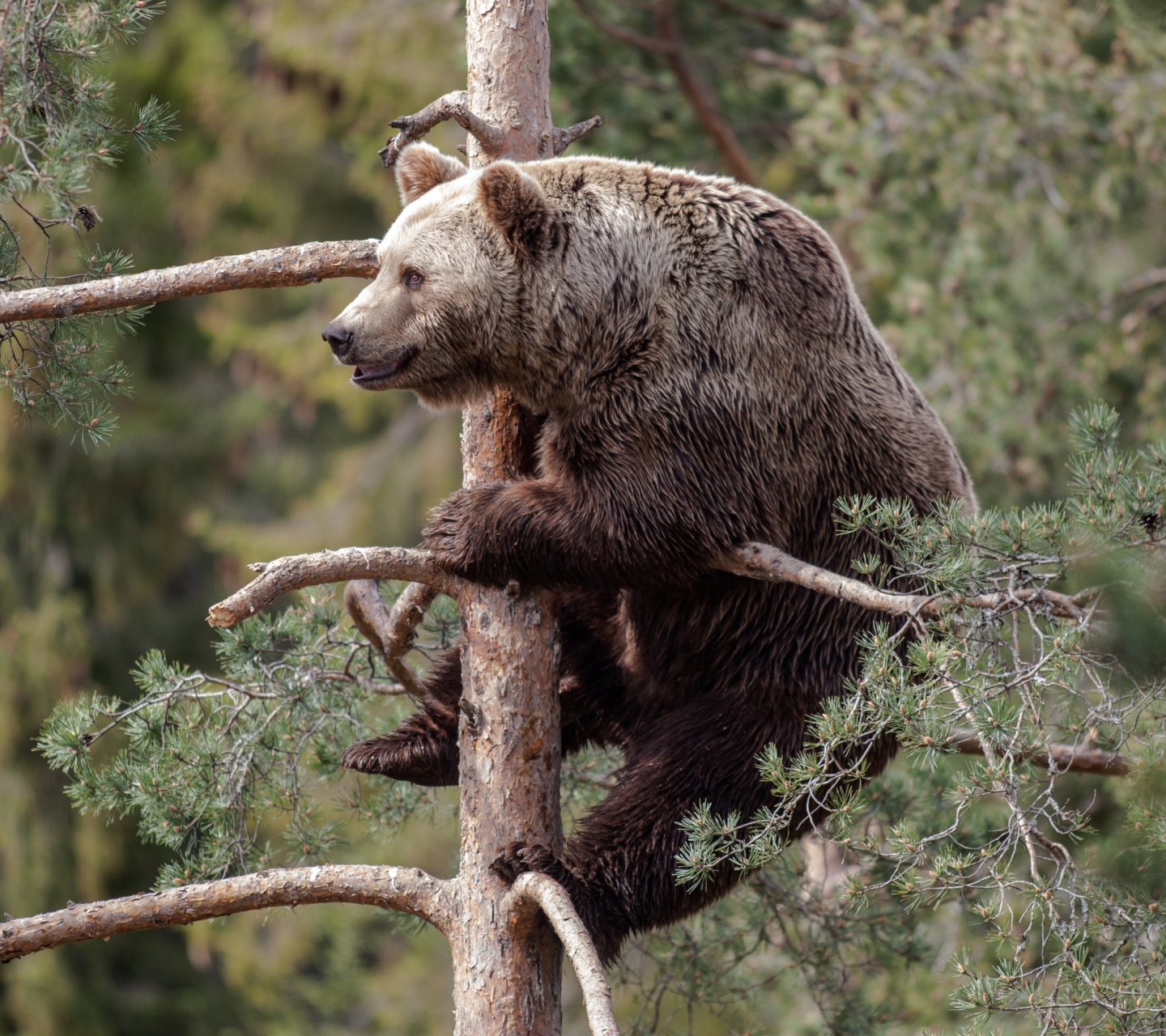 Обои Big Bear On Pine Tree 1440x1280