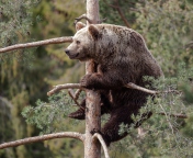 Sfondi Big Bear On Pine Tree 176x144