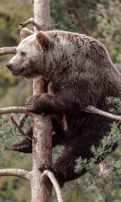Обои Big Bear On Pine Tree 240x400