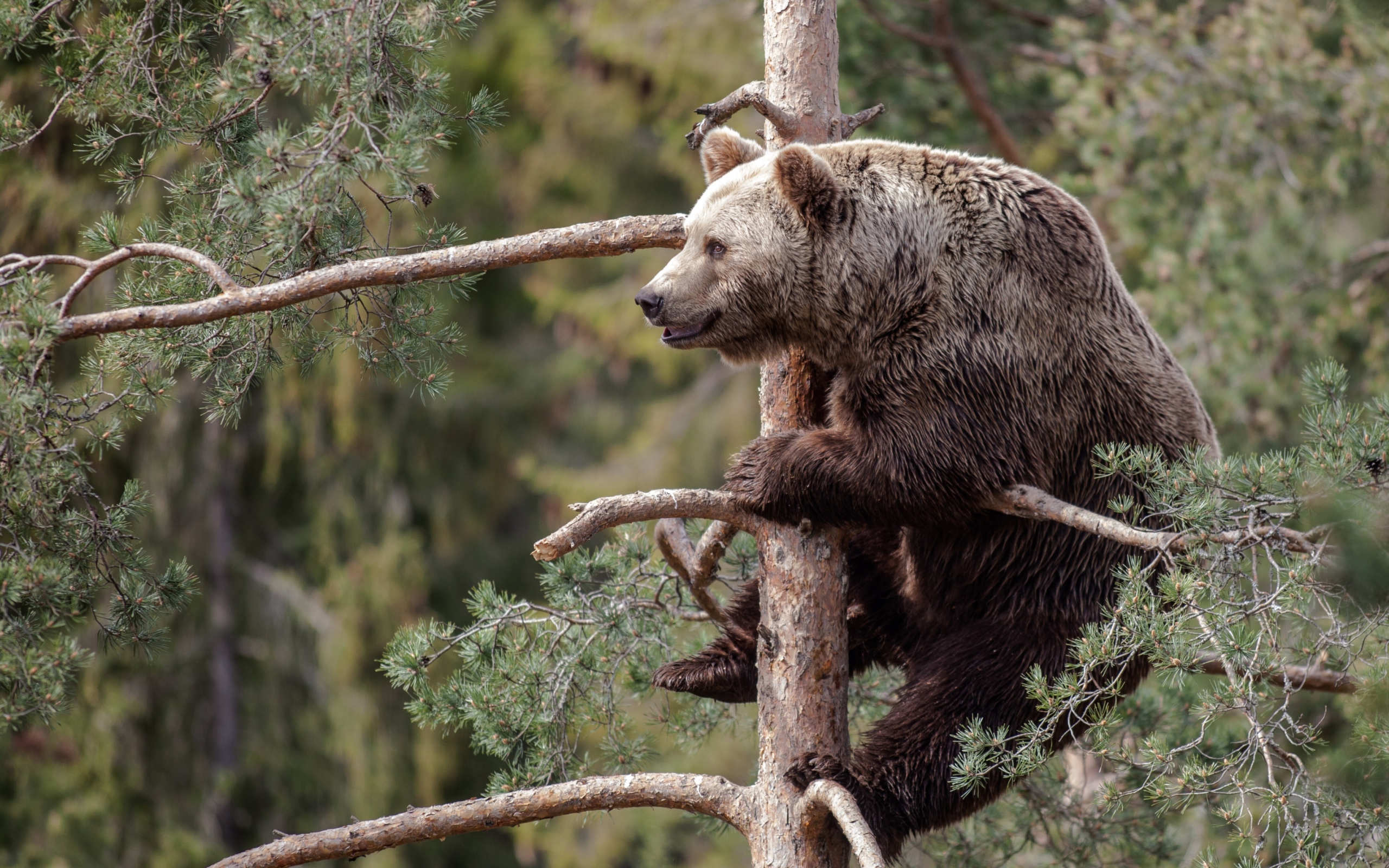 Big Bear On Pine Tree wallpaper 2560x1600