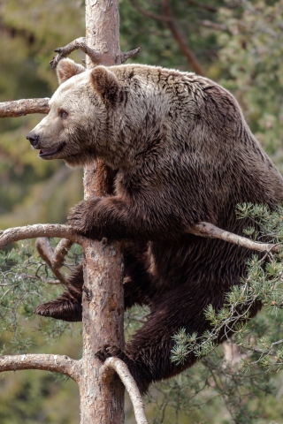 Обои Big Bear On Pine Tree 320x480
