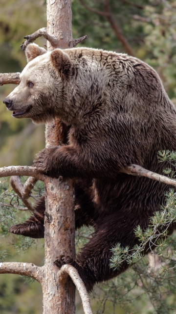 Обои Big Bear On Pine Tree 360x640