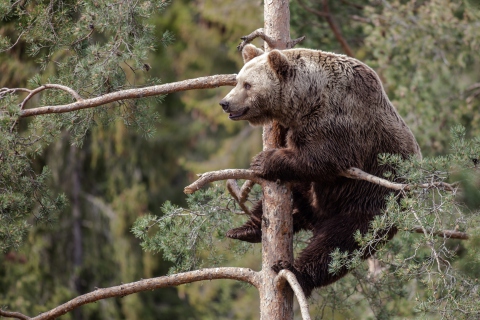 Обои Big Bear On Pine Tree 480x320