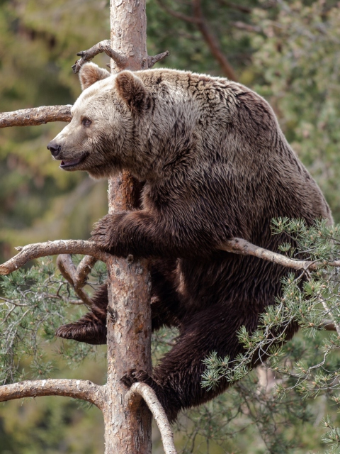 Fondo de pantalla Big Bear On Pine Tree 480x640