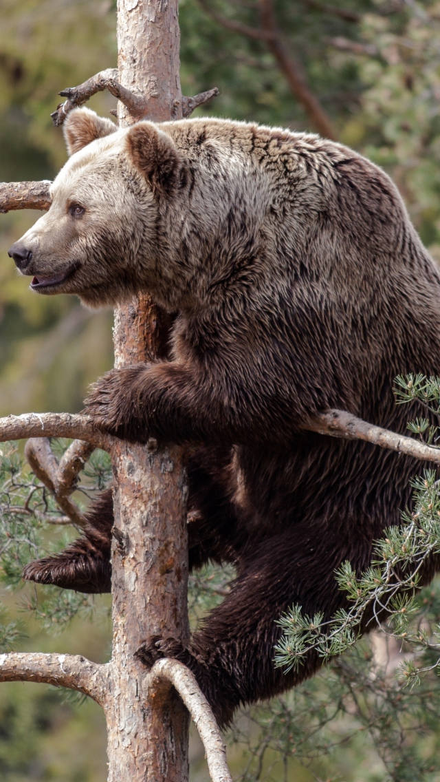 Das Big Bear On Pine Tree Wallpaper 640x1136
