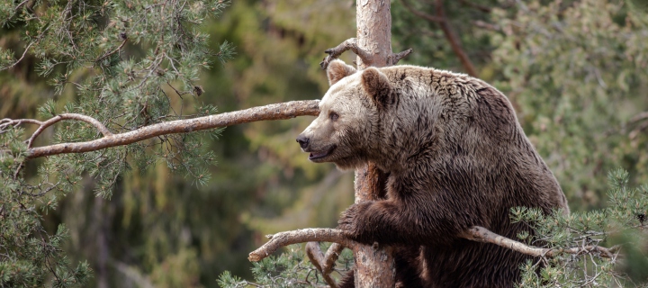 Sfondi Big Bear On Pine Tree 720x320