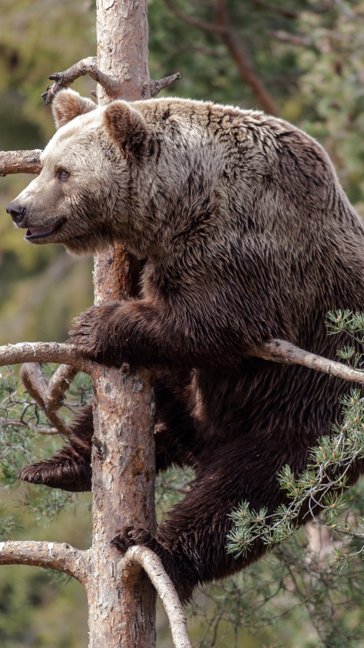 Sfondi Big Bear On Pine Tree 750x1334