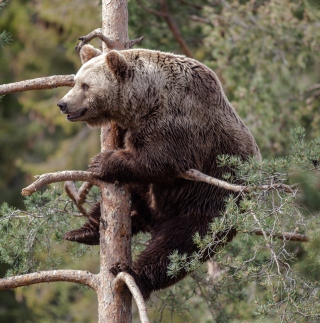 Kostenloses Big Bear On Pine Tree Wallpaper für iPad mini