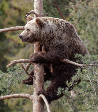 Kostenloses Big Bear On Pine Tree Wallpaper für 640x960