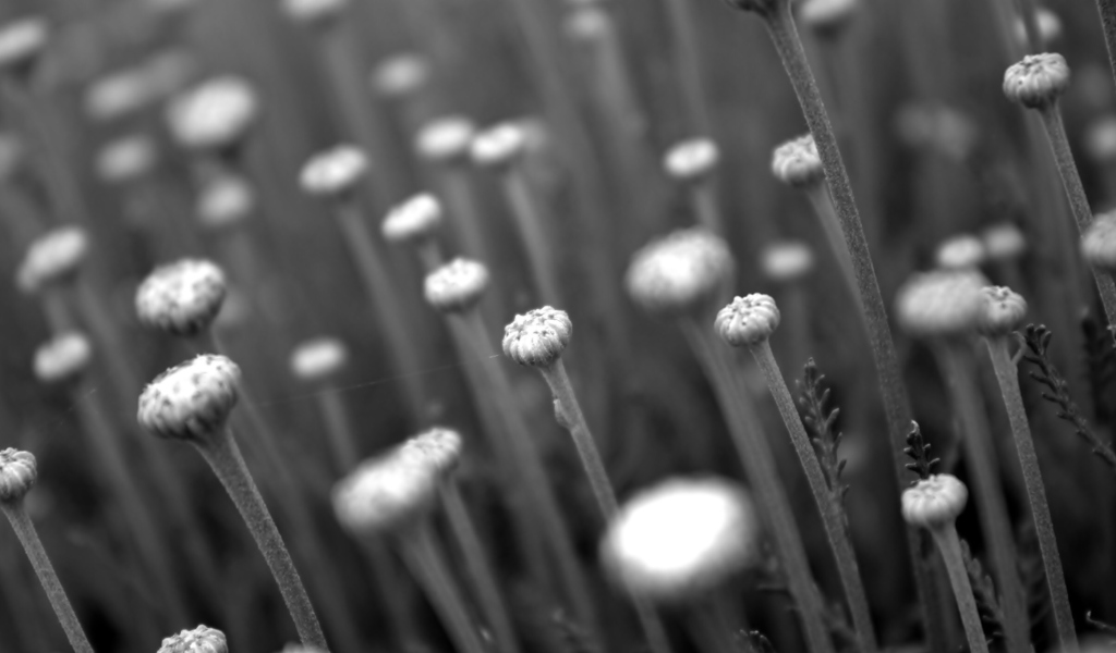 Black And White Flower Buds wallpaper 1024x600