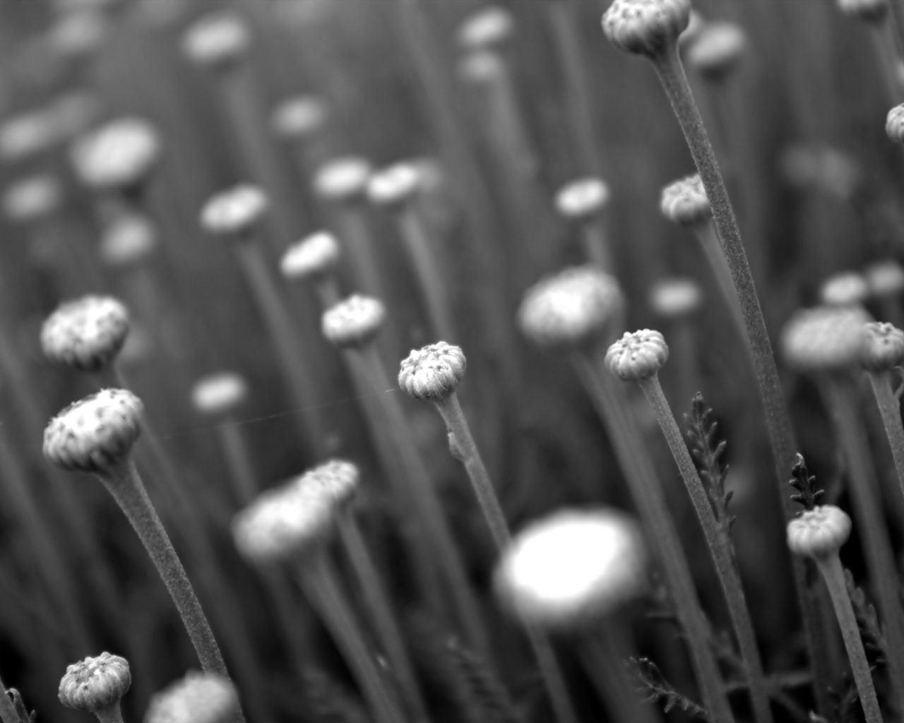 Black And White Flower Buds screenshot #1 1280x1024