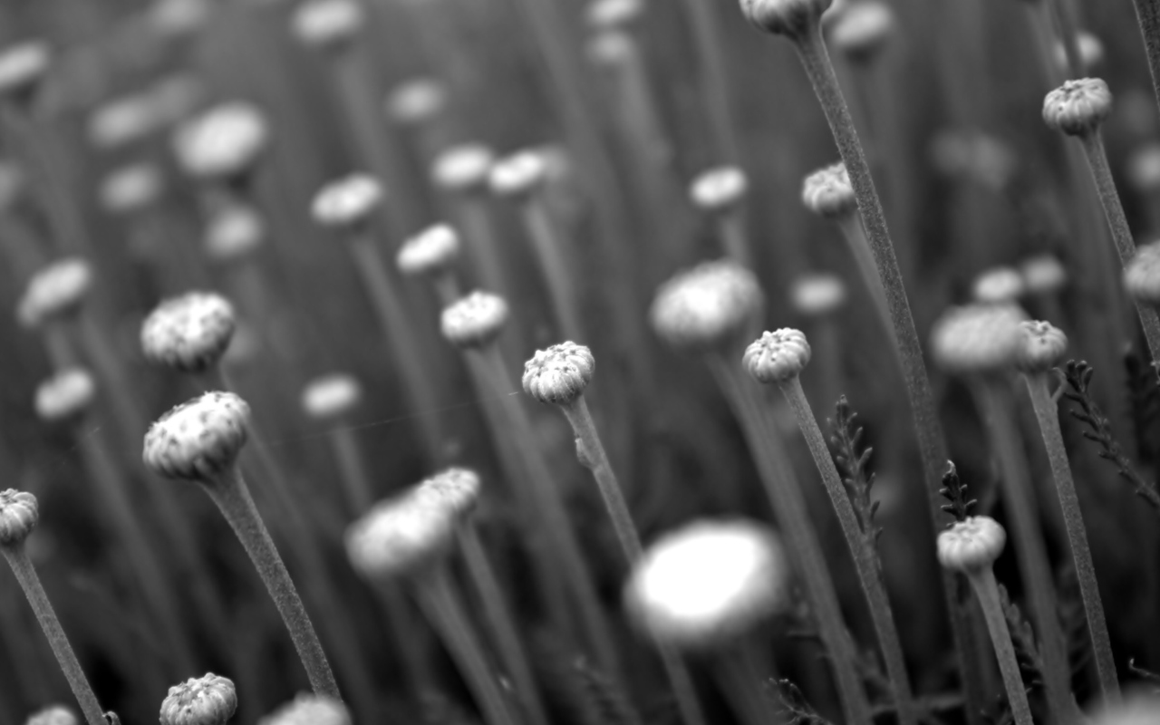 Screenshot №1 pro téma Black And White Flower Buds 1280x800