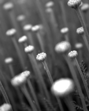 Screenshot №1 pro téma Black And White Flower Buds 176x220
