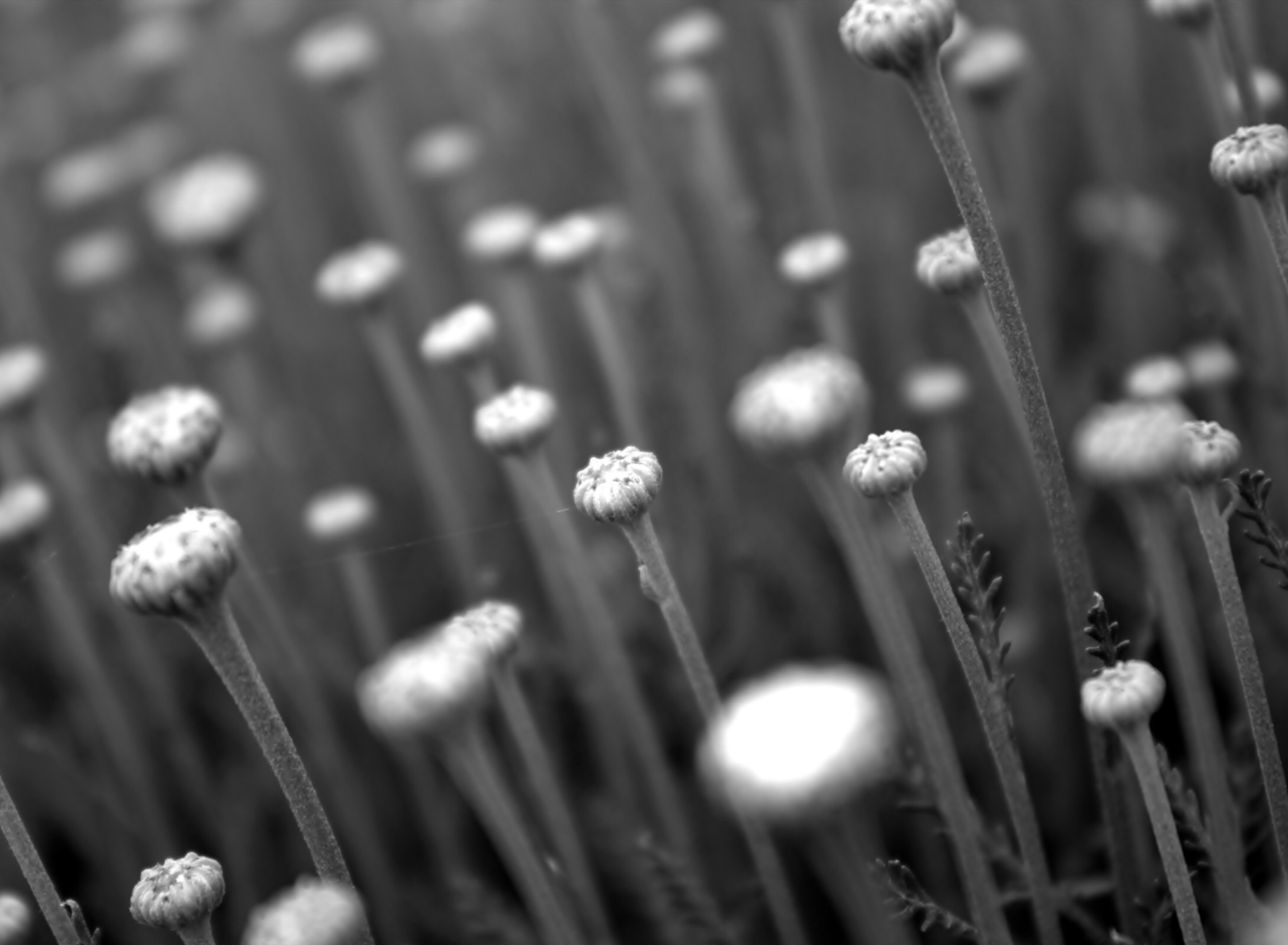 Black And White Flower Buds wallpaper 1920x1408