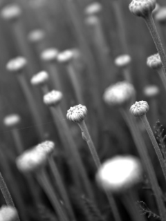Screenshot №1 pro téma Black And White Flower Buds 240x320