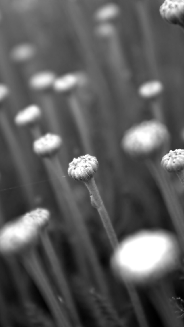 Black And White Flower Buds wallpaper 640x1136