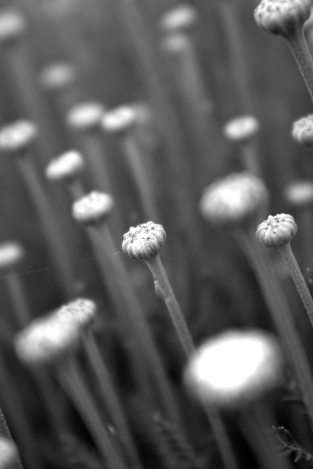 Black And White Flower Buds wallpaper 640x960