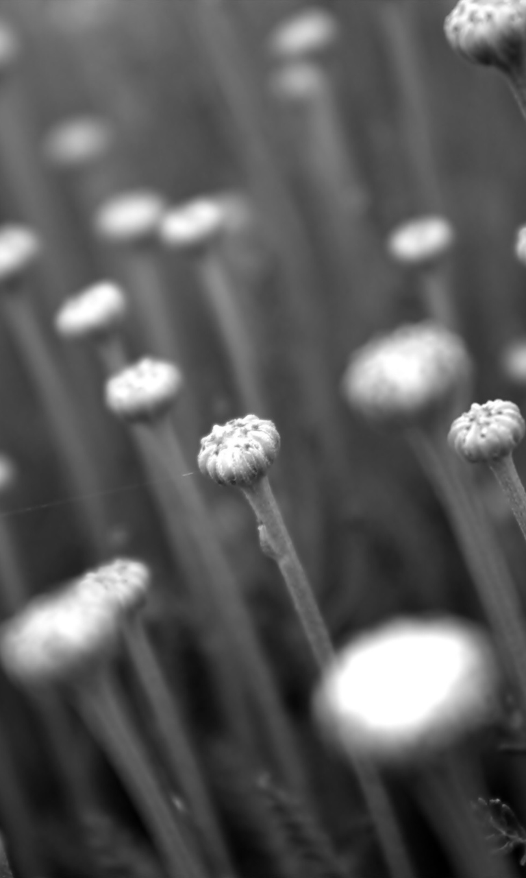 Black And White Flower Buds screenshot #1 768x1280