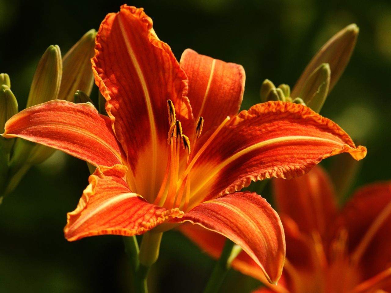 Das Orange Lily Hd Wallpaper 1280x960