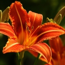 Screenshot №1 pro téma Orange Lily Hd 128x128