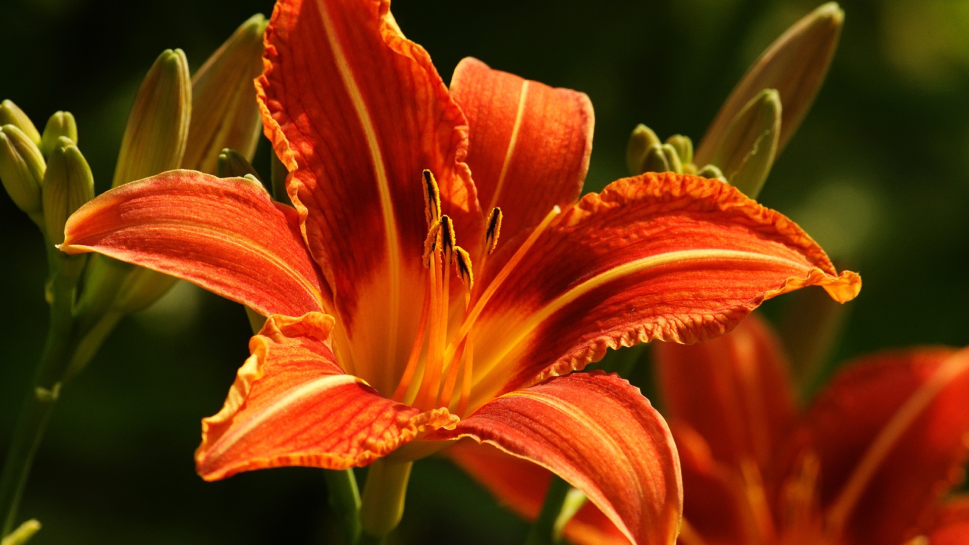 Screenshot №1 pro téma Orange Lily Hd 1920x1080