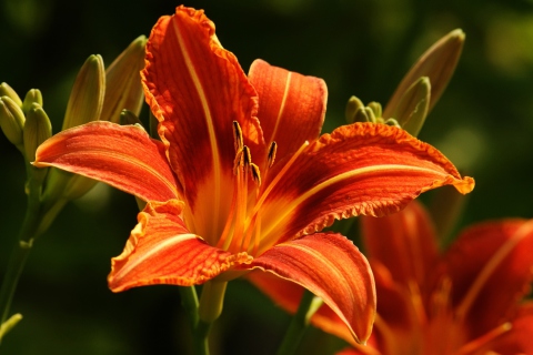 Orange Lily Hd screenshot #1 480x320