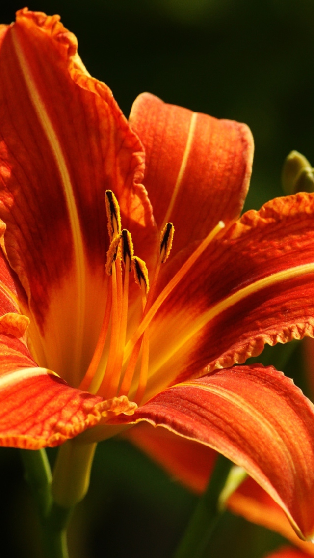 Screenshot №1 pro téma Orange Lily Hd 640x1136