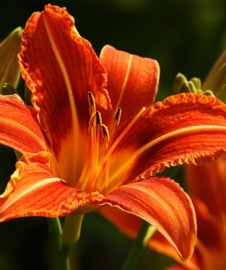 Orange Lily Hd - Obrázkek zdarma pro Samsung E2350B