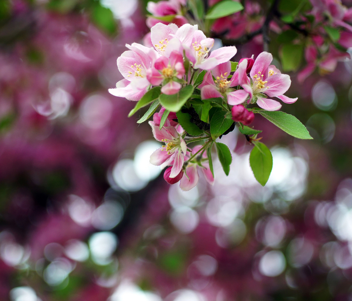 Pink May Blossom screenshot #1 1200x1024