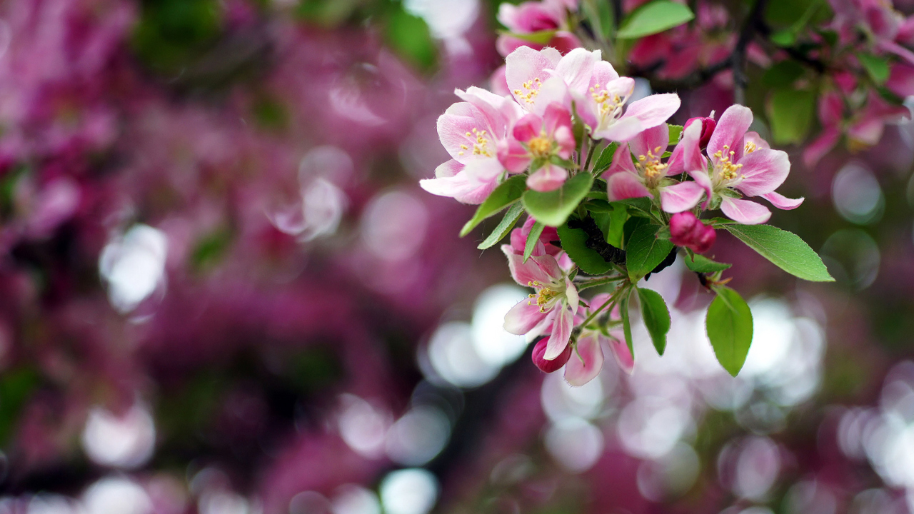 Sfondi Pink May Blossom 1280x720