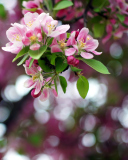 Pink May Blossom wallpaper 128x160