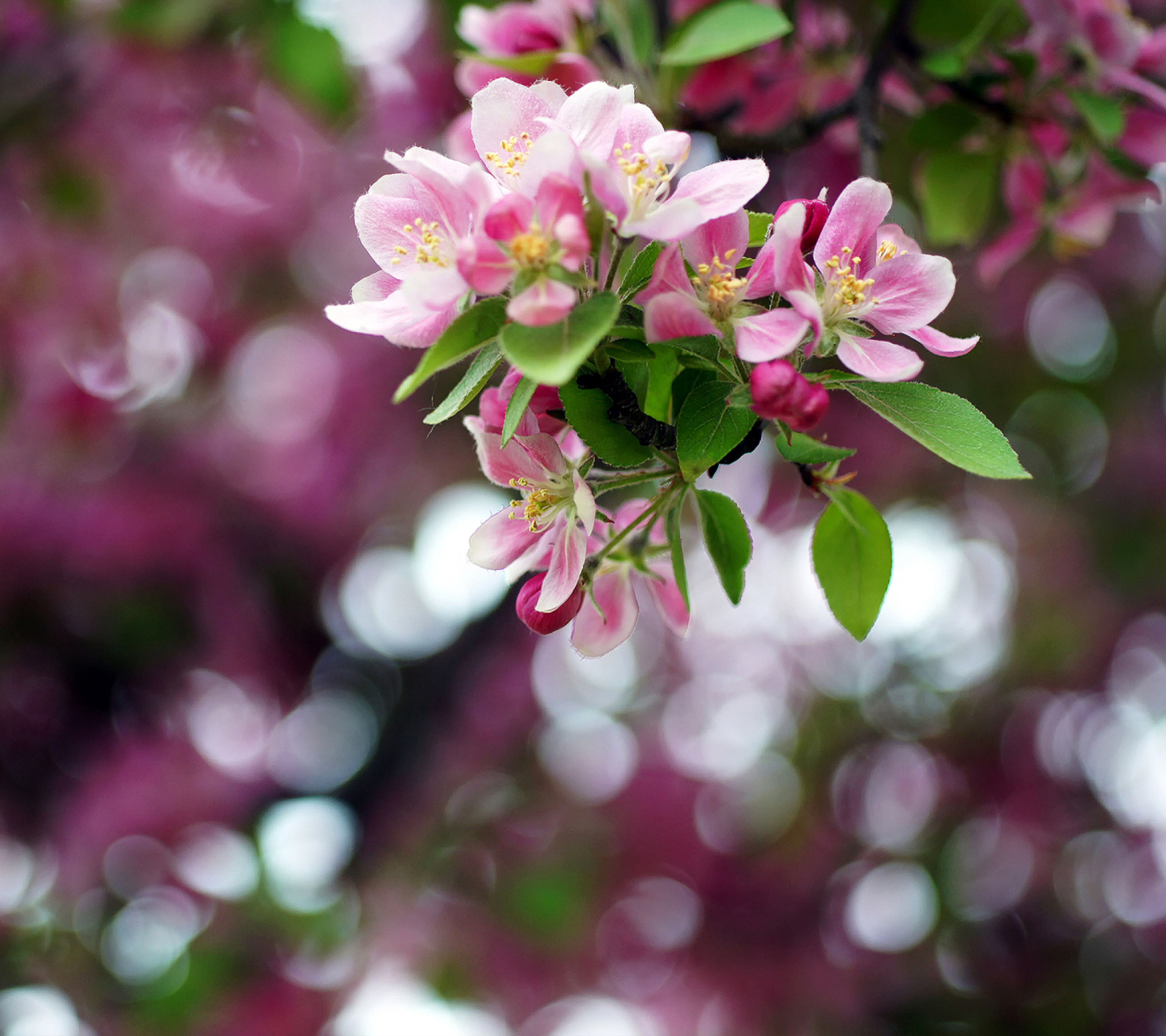 Fondo de pantalla Pink May Blossom 1440x1280