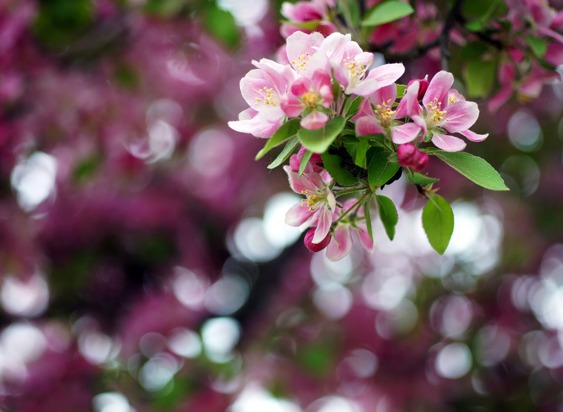 Sfondi Pink May Blossom 1920x1408