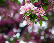 Sfondi Pink May Blossom 220x176