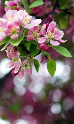 Pink May Blossom screenshot #1 240x400