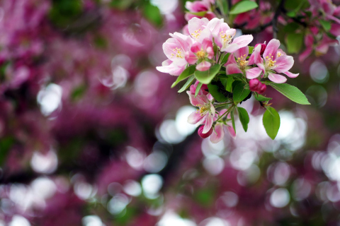 Sfondi Pink May Blossom 480x320