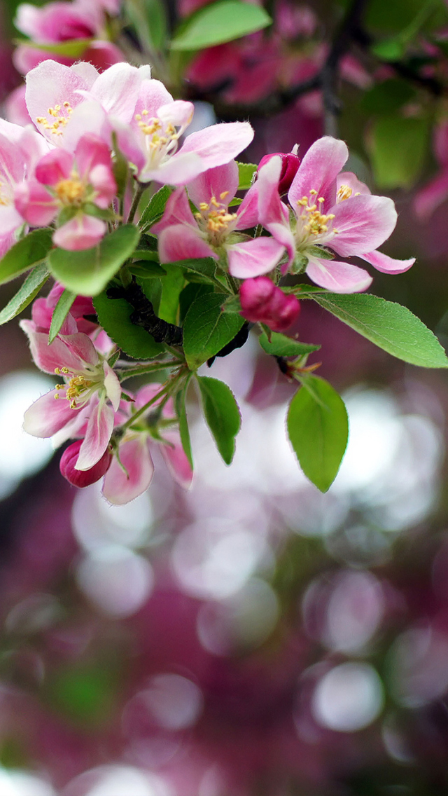 Pink May Blossom wallpaper 640x1136